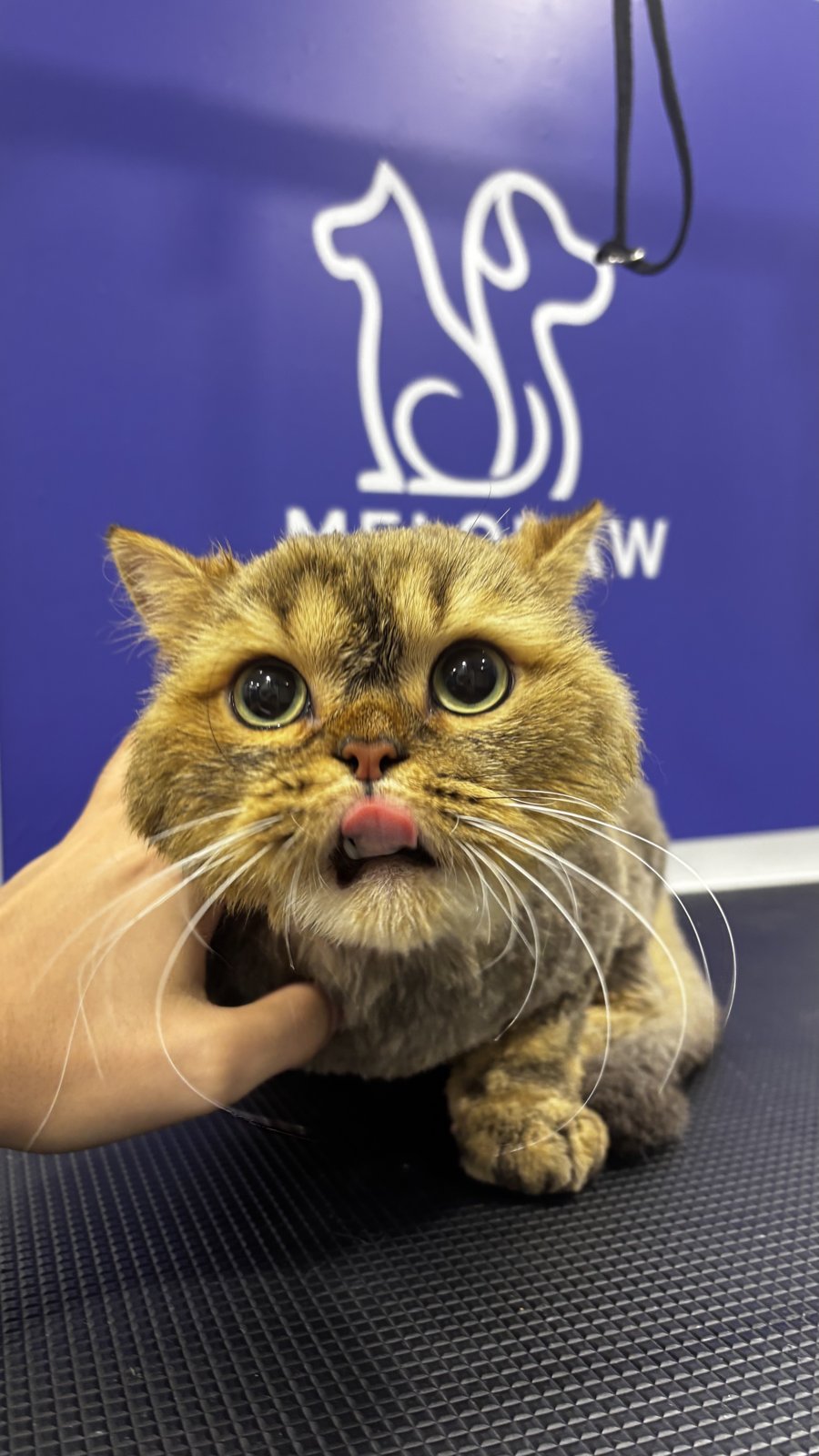 Groomed cat client in Dubai