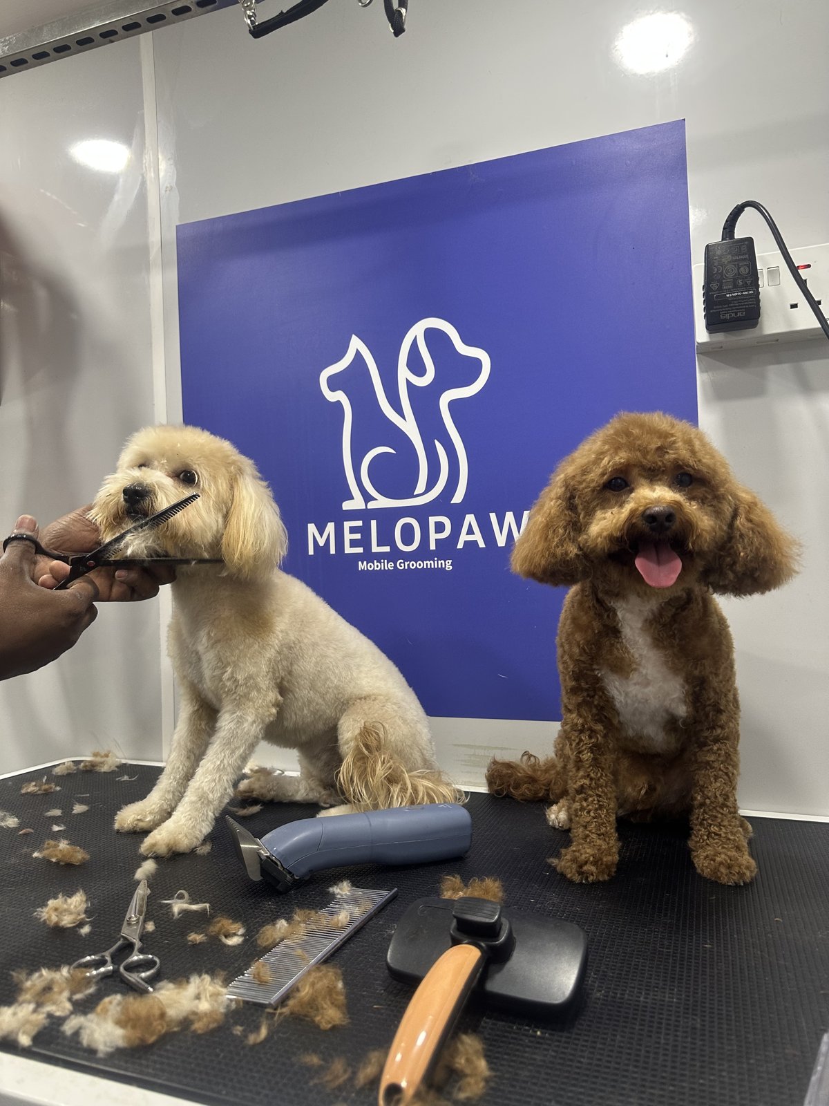 Freshly groomed poodle clients
