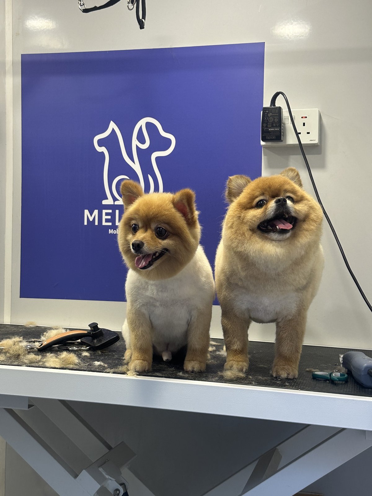 Freshly groomed Pomeranian client in Dubai